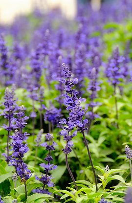 Лаванда г?л ашып, т?рмысымыз ??лпыра т?ст?