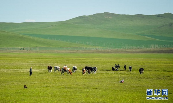 Хулунбуйр  сахарасы жасыл манат жамылды