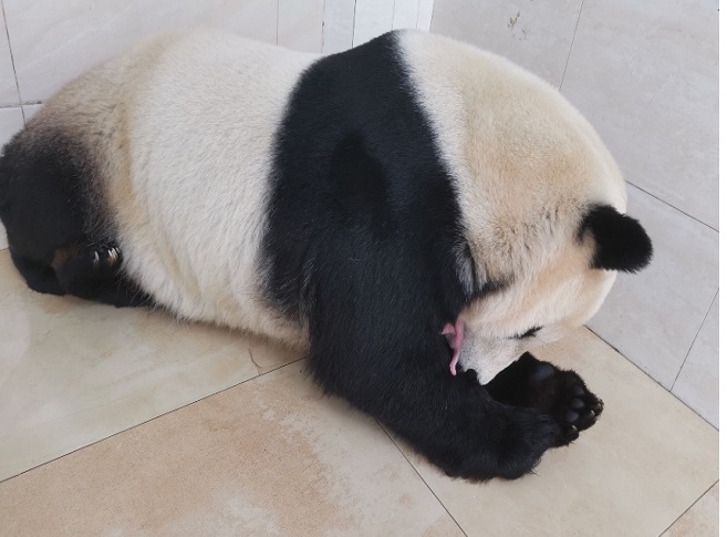 Панда Ж?н Ж?н баласын ба?ып жатыр. Фотоны ?ытай панданы ?ор?ау ж?не зерттеу орталы?ы берген