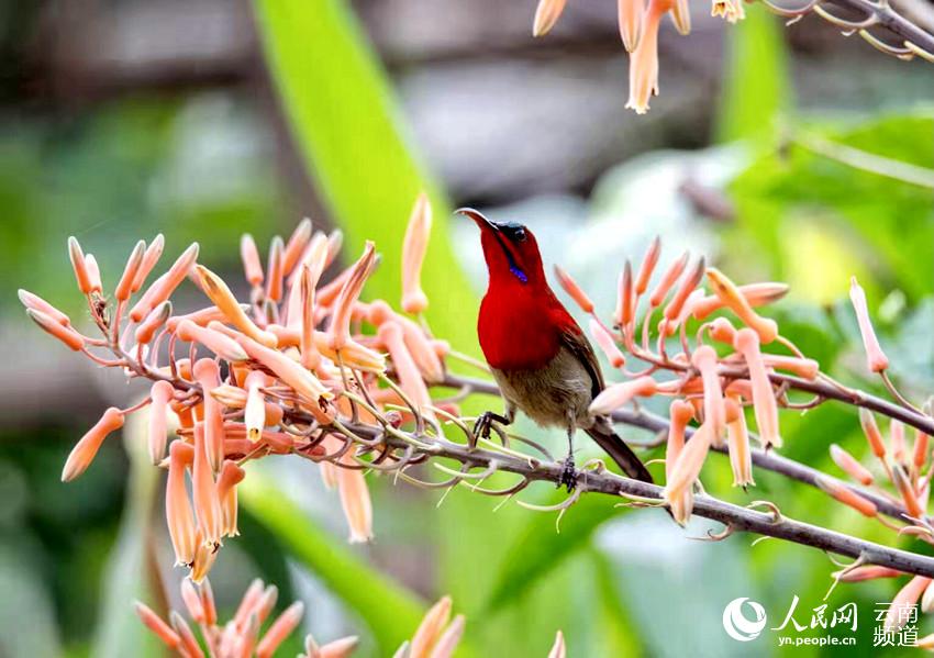 ?уес?ой фотографтар Юньнаньны? Жи?до?ынан т?с?рген Сингапурды? мемлекетт?к ??сы 