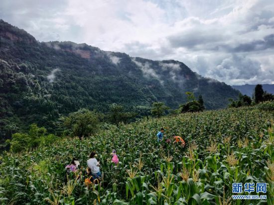 17 ш?лде к?н? Чунцинн?? Сымияьнн тауында ауылды? апта со?ы серуен?не ?атыс?ан ата-аналар мен балалар атызда ж?гер? тер?п ж?р