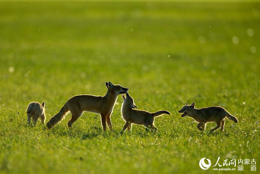 ойна? сал?ан ?арса?тар