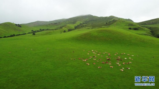 26 ш?лде к?н? т?с?р?лген фото. Ulan Maodu жайлауында жусап жат?ан ?ой, сиырлар.