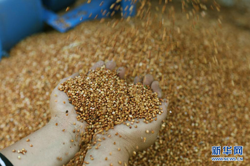 Тапсырыспен ег?н егу ди?андарды? табысын молайтты