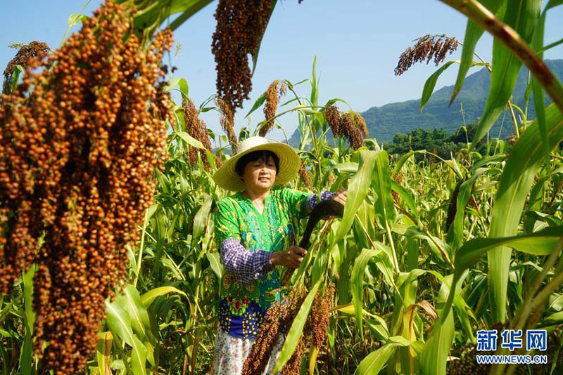 Тапсырыспен ег?н егу ди?андарды? табысын молайтты