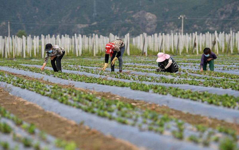 Д?ст?рл? ?ытай медицинасы д?р?л?к ш?птерд? егуд? дамытып, ?ыста?ты? к?р?с?н молайтты