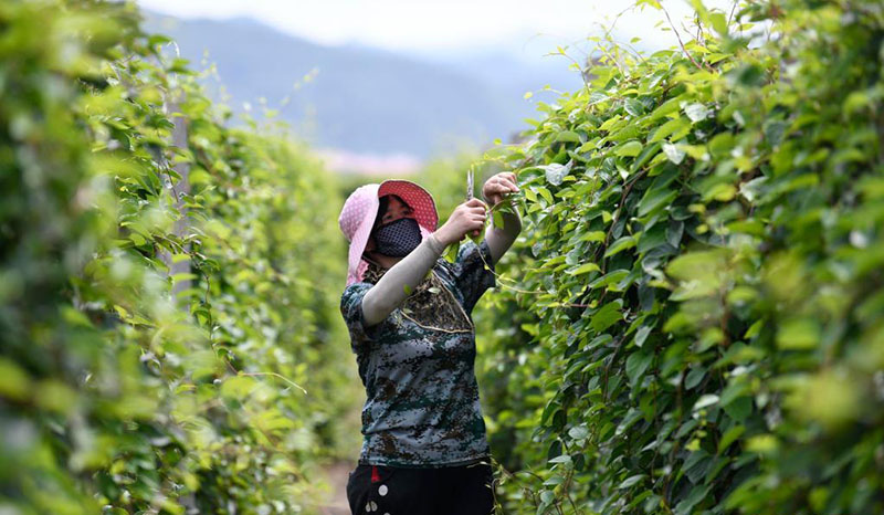 Д?ст?рл? ?ытай медицинасы д?р?л?к ш?птерд? егуд? дамытып, ?ыста?ты? к?р?с?н молайтты