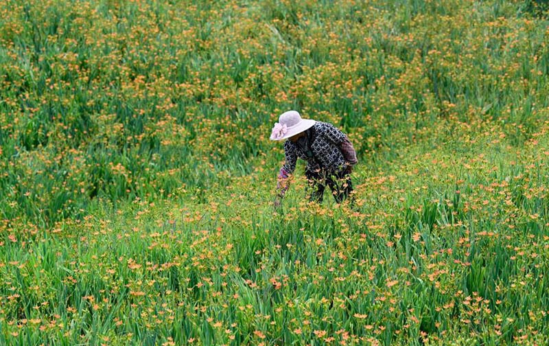 Д?ст?рл? ?ытай медицинасы д?р?л?к ш?птерд? егуд? дамытып, ?ыста?ты? к?р?с?н молайтты