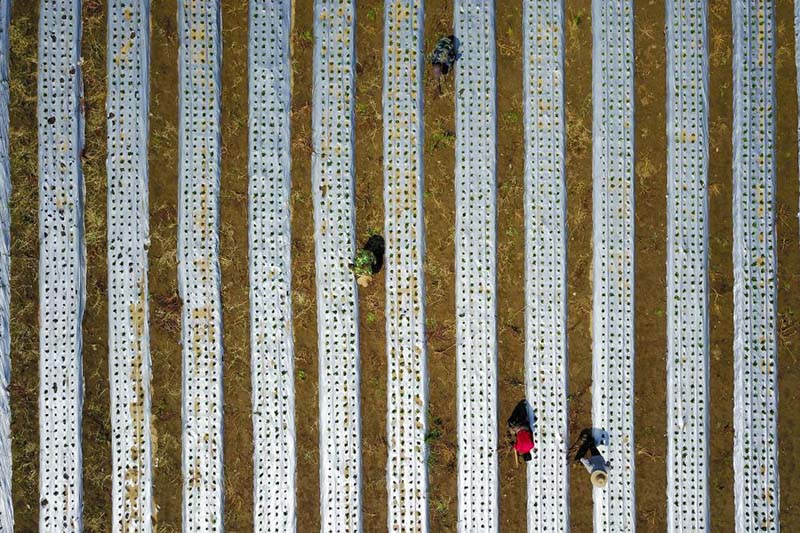 Д?ст?рл? ?ытай медицинасы д?р?л?к ш?птерд? егуд? дамытып, ?ыста?ты? к?р?с?н молайтты