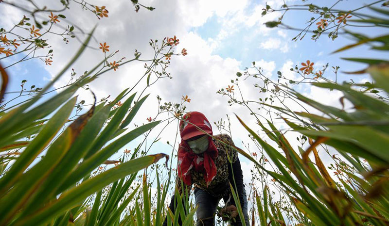 Д?ст?рл? ?ытай медицинасы д?р?л?к ш?птерд? егуд? дамытып, ?ыста?ты? к?р?с?н молайтты