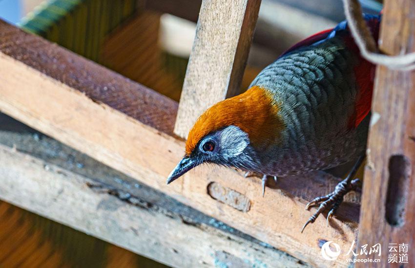 ?ызыл ??йры?ты бабылер