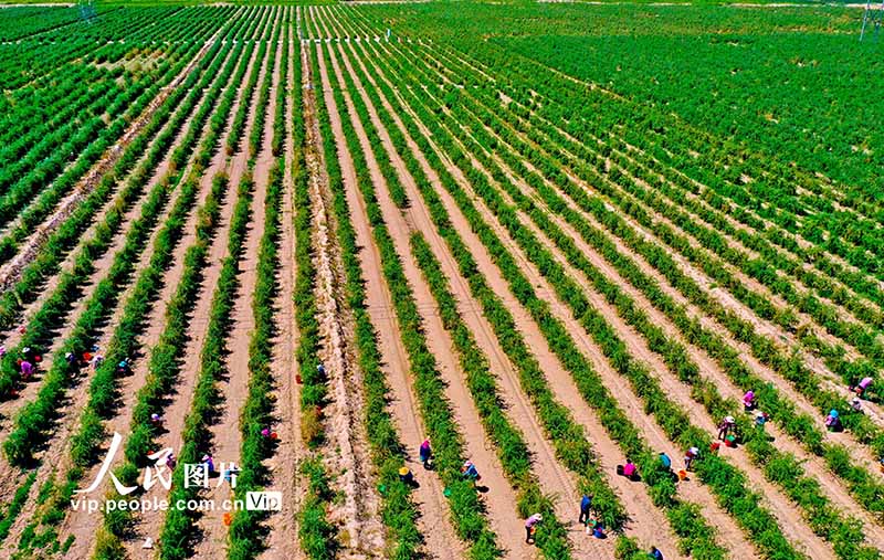 Гансуды? Шандан ауданы ала?аттан мол ?н?м алды