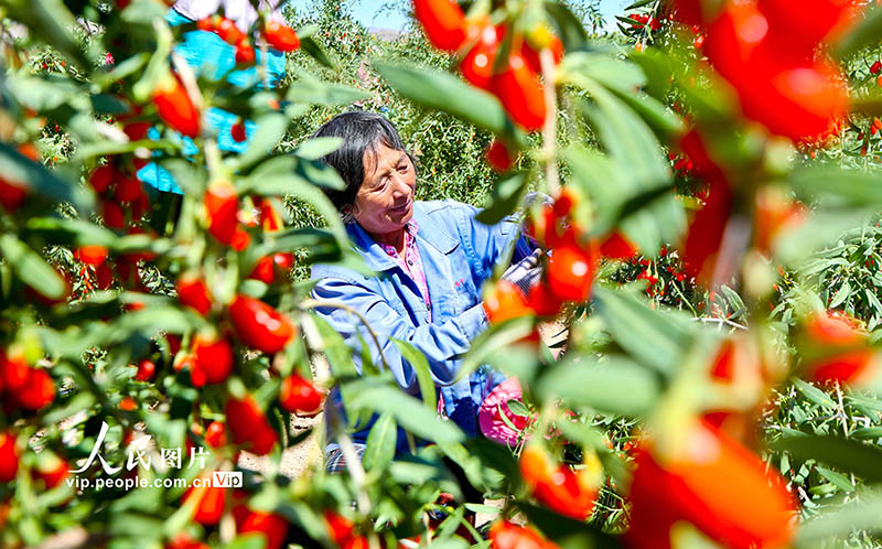 Гансуды? Шандан ауданы ала?аттан мол ?н?м алды