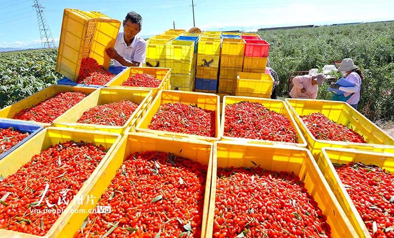 Гансуды? Шандан ауданы ала?аттан мол ?н?м алды