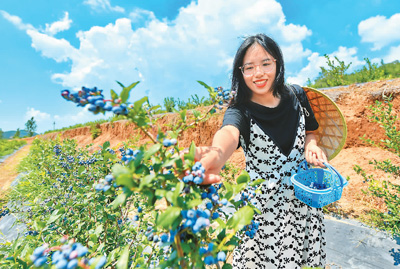 Шанси ?лкес? Цзян ауданы Ле?коу ауылында?ы Ван Лулу  м?нез? ашы?-жар?ын, жасы 20-дан ас?ан ?ыз. Ол университетт?  ая?та?ан со?, ?ыста?та?ы б?рнеше жастармен б?р?г?п,  дала?а ?аражидек ег?п, табыс?а жетед?. ?аз?р Хэнлингуан ?ыста?ында 100 му（1му=0.067 гектар） жерге ?аражидек ег?лд?. Ван Лулу арнайы сауда белг?с?не т?ркел?п, ?ыста?та?ылар ?ш?н  электронды сауда жел?с?н?? ты? жолын ашты. Ван Лулуды? ту?ан жер?н?? сапалы ?аражидектер? ел?м?зд?? т?кп?р-т?кп?р?нде сатылма?шы. Фотода Ван Лулу ?аражидек тер?п ж?р