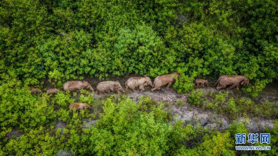 П?л ?й?р? 9 тамыз к?н? Юньнань ?лкес? Юси ?аласы Юаньцзян ауданында. 