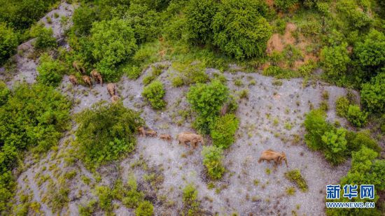 П?л ?й?р?н?? ?ажайып сапары—Юньнань Азия п?л ?й?р?н?? солт?ст?кке барып, ?айтадан мекен?не орал?ан сапары