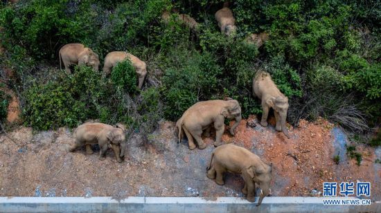 П?л ?й?р?н?? ?ажайып сапары—Юньнань Азия п?л ?й?р?н?? солт?ст?кке барып, ?айтадан мекен?не орал?ан сапары