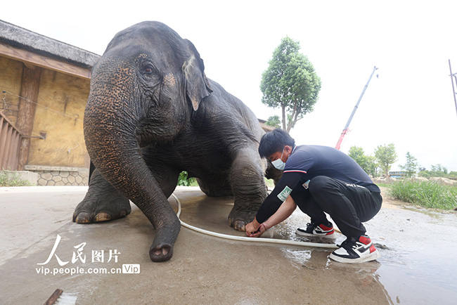 П?лдерд?? т?я?ын алып, ?дем?леп берд?