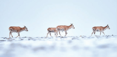 Биыл с?у?рд?? со?ынан бастап тибет б?кендер? Хох Силге ?арай жол?а шы?ты. 