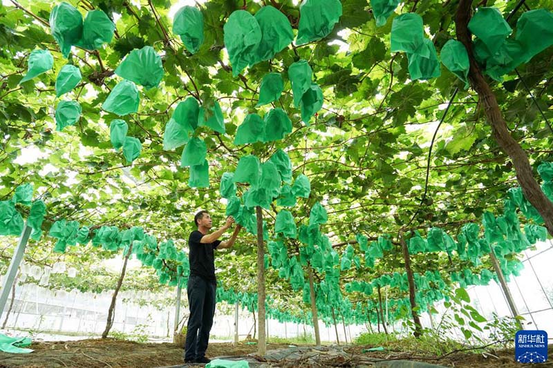 Ж?з?мнен алын?ан мол ?н?м ди?андарды табыс?а жетелед?