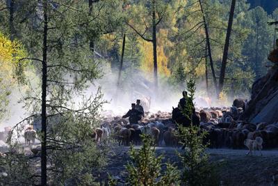 Шы?жа?ны? Алтай айма?ында?ы ?шопан? полицейлер