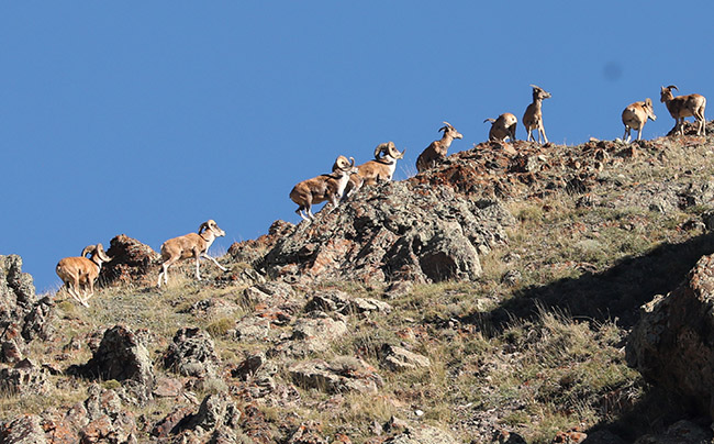 Шы?жанны? ?ос ?зен ?аласында?ы ар?арларды? ?й?рге т?сет?н мезг?л? келд?