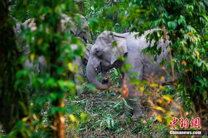 К?ркем Юньнаньды к?рген де, к?рмеген де арманда ...