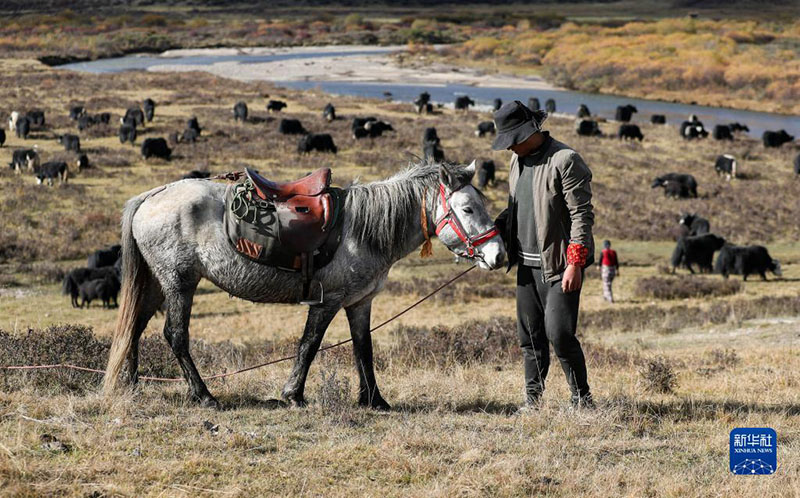Сычуаньны? солт?ст?к-батысында?ы тибет малшылары ?ыстауына к?шт?