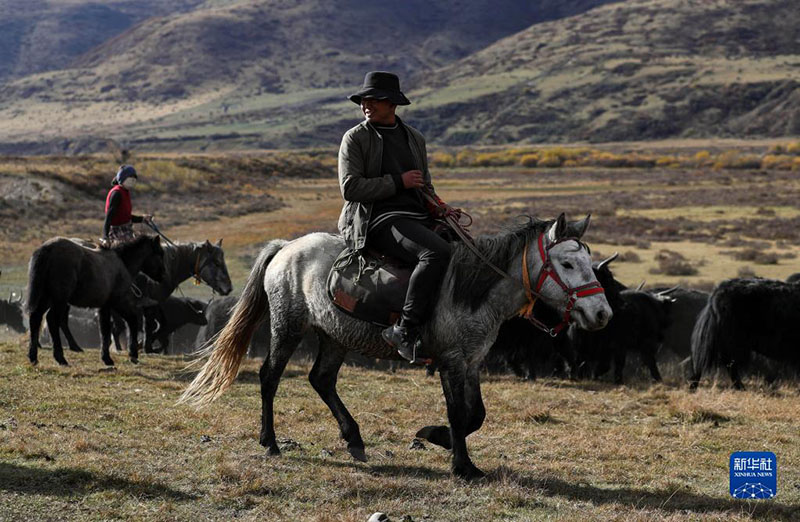 Сычуаньны? солт?ст?к-батысында?ы тибет малшылары ?ыстауына к?шт?