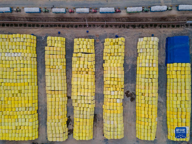 Шы?жа?ны? Сауан ?аласында?ы ма?та ди?андары ма?та сатып алатын зауытты? алдында кезекке т?р