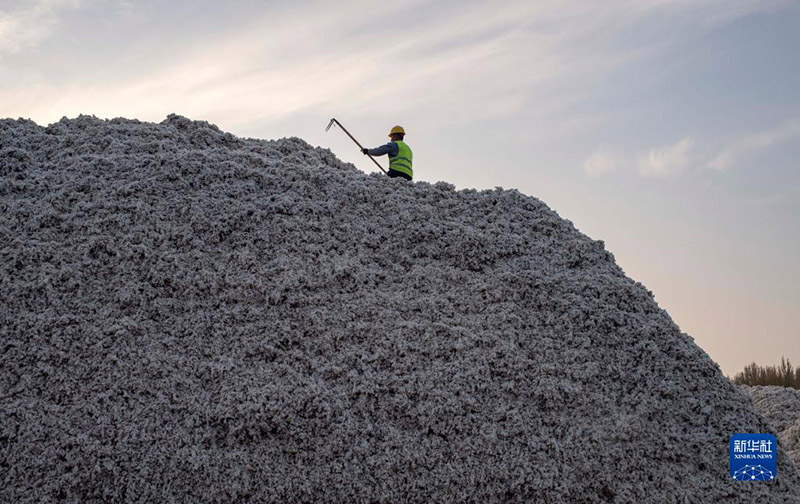 Шы?жа?ны? ма?тасын жинау, сатып алу ?арбаласты?ы басталды