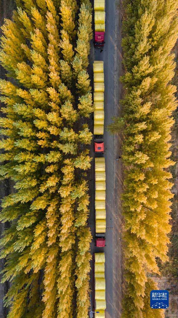 Шы?жа?ны? ма?тасын жинау, сатып алу ?арбаласты?ы басталды