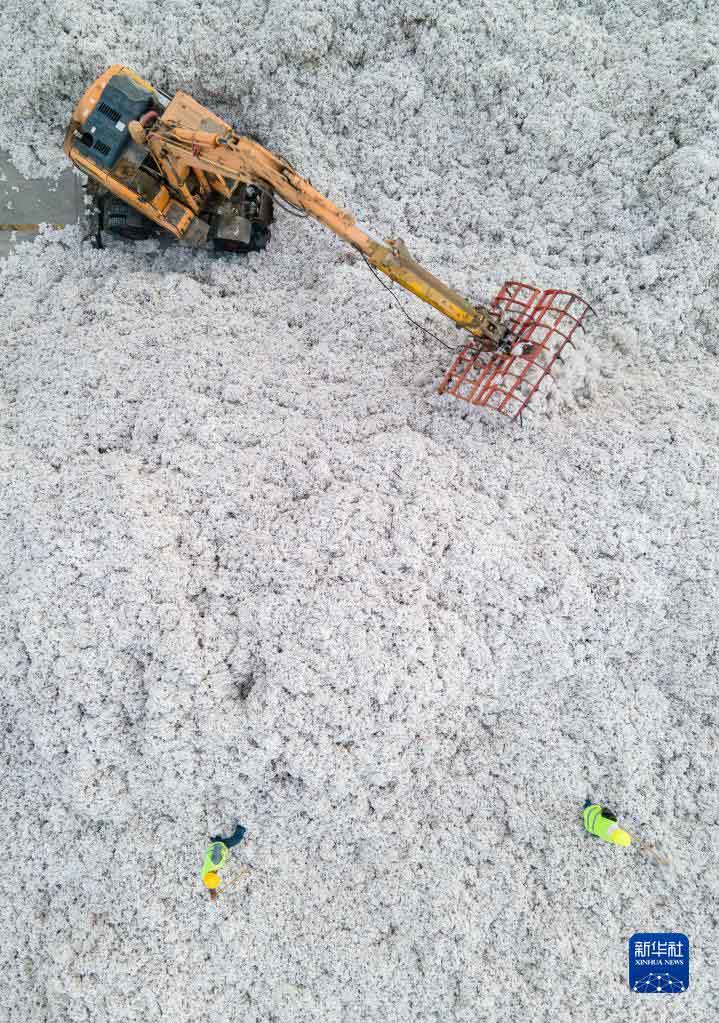 Шы?жа?ны? ма?тасын жинау, сатып алу ?арбаласты?ы басталды