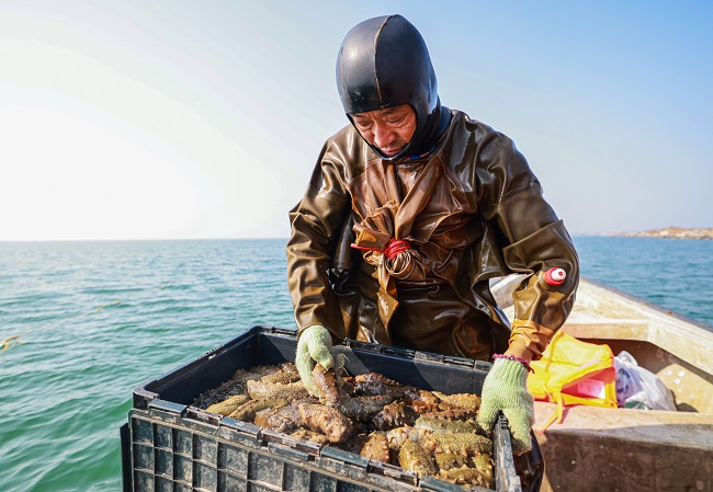 Трепанг (те??з ?иярын) жинау