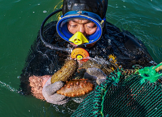 Трепанг (те??з ?иярын) жинау