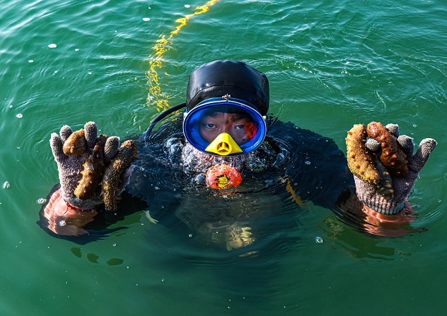 Трепанг (те??з ?иярын) жинау