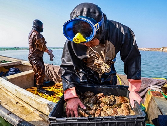 Трепанг (те??з ?иярын) жинау