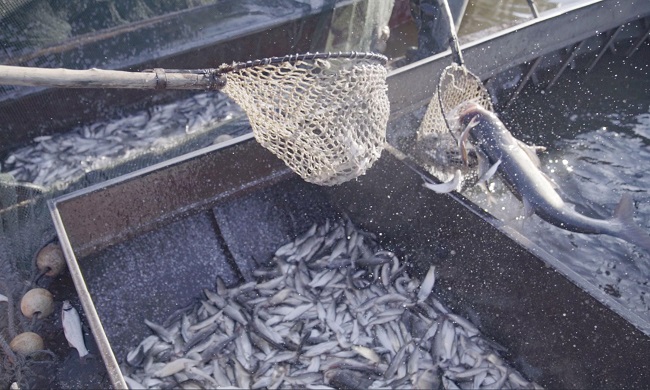 ?ыс ??ша?ында жым-жырт жат?ан Цзинбо(Айна) к?л?н?? мол ?н?м?