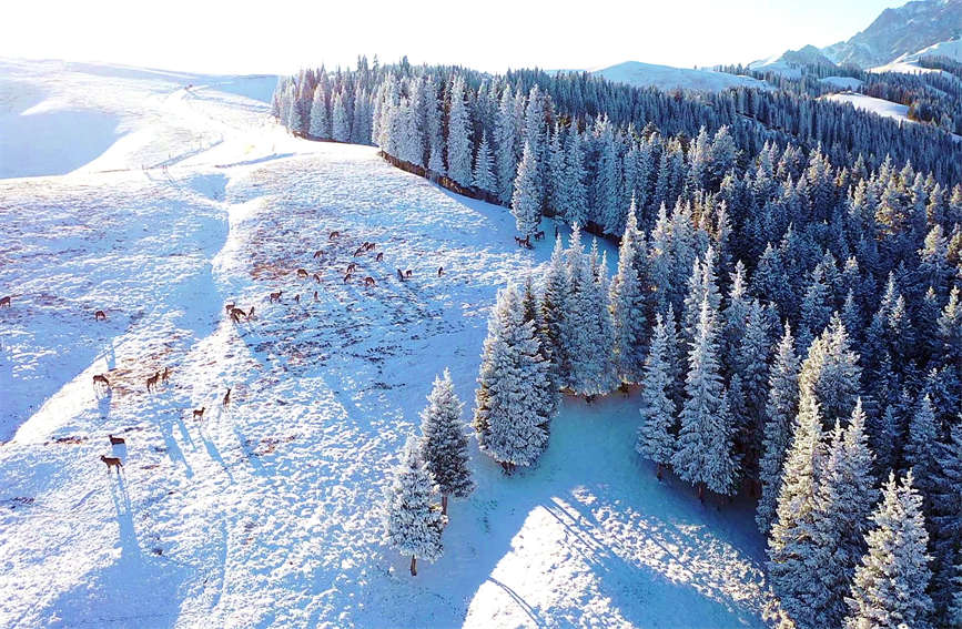 Шырша арасында?ы Тяншань б??ылары