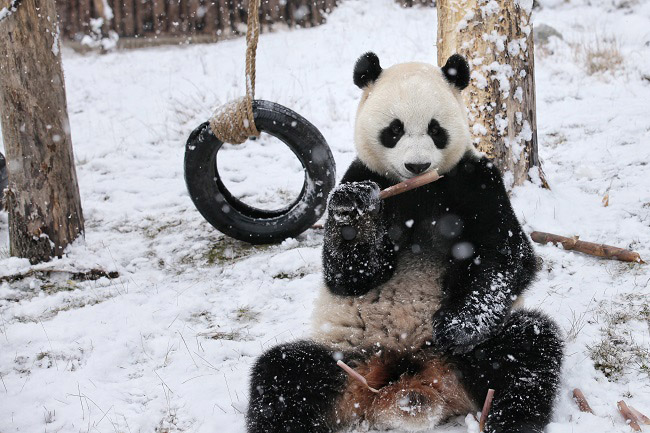 ?арлы к?ндер? Сычуаньда?ы саяба?та пандалар асыр салып ж?р