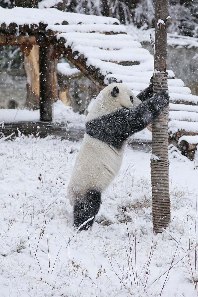 ?арлы к?ндер? Сычуаньда?ы саяба?та пандалар асыр салып ж?р