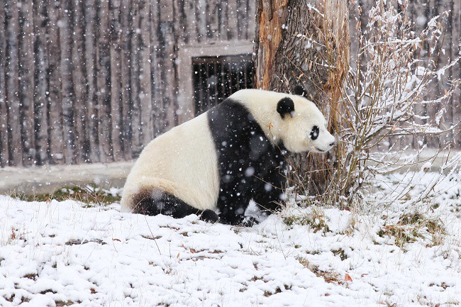 ?арлы к?ндер? Сычуаньда?ы саяба?та пандалар асыр салып ж?р
