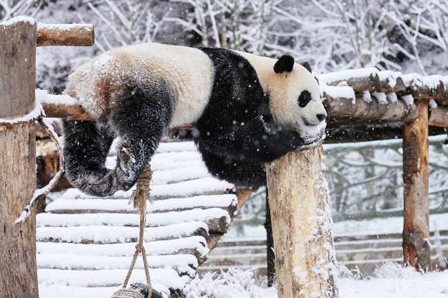 ?арлы к?ндер? Сычуаньда?ы саяба?та пандалар асыр салып ж?р