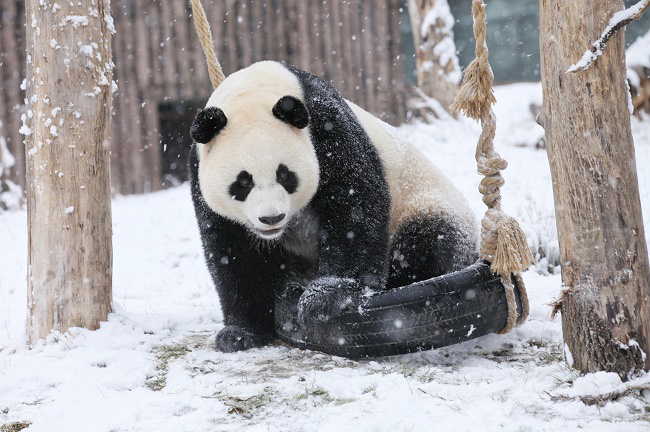 ?арлы к?ндер? Сычуаньда?ы саяба?та пандалар асыр салып ж?р