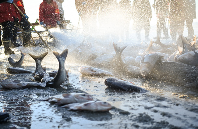 Ша?ан к?л?нде б?р балы? 3 миллион юань?а сатылды