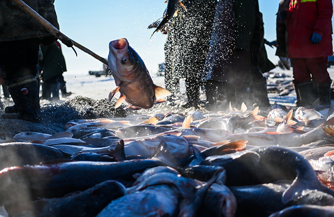 Ша?ан к?л?нде б?р балы? 3 миллион юань?а сатылды