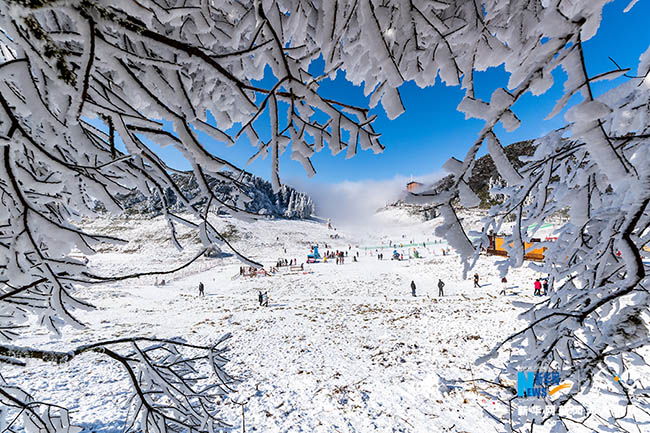 Жиньфо тауыны? ?ыс?ы келбет?