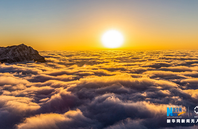 Жиньфо тауыны? ?ыс?ы келбет?