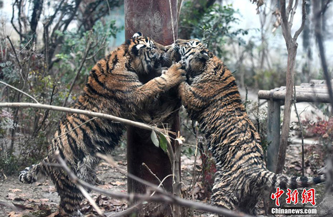 2021 жылы Чэнду хайуанаттар ба?ында д?ниеге келген 3 С?б?р жолбарысы ж?ртбен ж?здест?